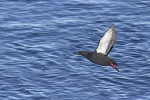 Auks Prints: Black Guillemot (Cepphus grylle) adult