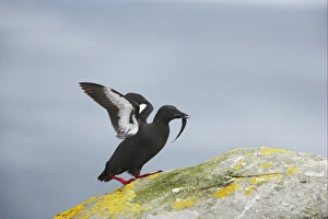 Auks Prints: Black Guillemot (Cepphus grylle) adult