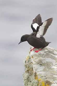 Black Guillemot (Cepphus grylle) adult, stretching wings, standing on coastal rock, Shetland Islands, Scotland, june