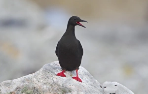 Bill Prints: Black Guillemot (Cepphus grylle) adult