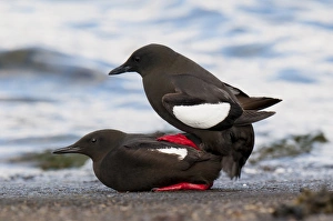 Seabird Prints: Black Guillemot (Cepphus grylle) adult pair