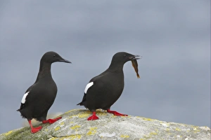 Auks Prints: Black Guillemot (Cepphus grylle) adult pair