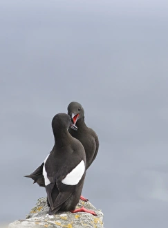 Black Guillemot (Cepphus grylle) adult pair, displaying on rock, Mousa, Shetland Islands, Scotland, june
