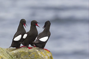 Auks Prints: Black Guillemot (Cepphus grylle) three adults