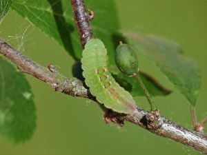 Foodplants Prints: Black Hairstreak (Satyrium pruni) caterpillar