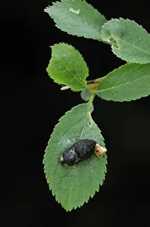 Black Hairstreak (Satyrium pruni) pupa and old larval skin attached to blackthorn leaf, England