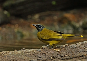 Black-headed Bulbul (Pycnonotus atriceps) adult, drinking at forest pool, Kaeng Krachan N. P. Thailand, november