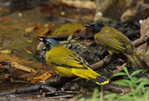 Black-headed Bulbul (Pycnonotus atriceps) two adults, normal and green phase, drinking at pool, Kaeng Krachan N. P. Thailand, january