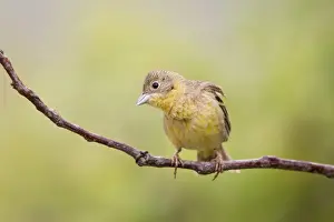 Black Headed Prints: Black-headed Bunting (Emberiza melanocephala) adult female, perched on twig, Bulgaria, may