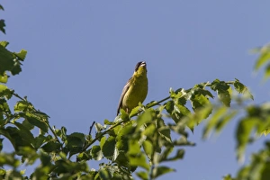 Bunting Prints: Black headed Bunting singing - Bulgaria