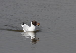 Ggull Prints: Black headed Gull Carrying a regurgitated pellet