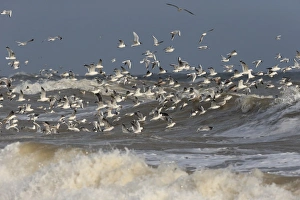 Black-headed Gull (Chroicocephalus ridibundus), Common Gull (Larus (Larus canus)