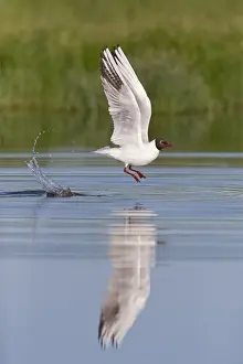 Black-headed Gull (Chroicocephalus ridibundus) adult, breeding plumage, in flight, taking off from pond, Suffolk