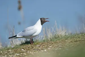 Black-headed Gull (Chroicocephalus ridibundus) adult, summer plumage, calling, standing at nestsite, Norfolk, England