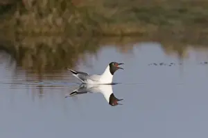 Black-headed Gull (Chroicocephalus ridibundus) adult, breeding plumage, calling and swimming, Suffolk, England, May