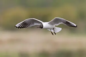 Black-headed Gull (Chroicocephalus ridibundus) adult, breeding plumage, in flight, Suffolk, England, April