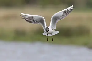 Black-headed Gull (Chroicocephalus ridibundus) adult, breeding plumage, in flight over water, Suffolk, England, April