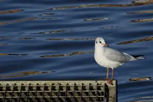 Black-headed Gull (Chroicocephalus ridibundus) adult, non-breeding plumage, standing on metal grill at edge of water