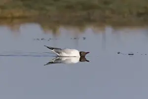 Black-headed Gull (Chroicocephalus ridibundus) adult, breeding plumage, swimming in display posture towards another