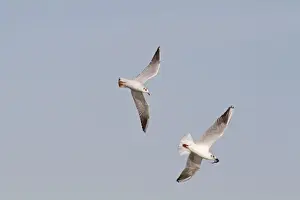Black-headed Gull (Chroicocephalus ridibundus) two adults, non-breeding plumage, in flight