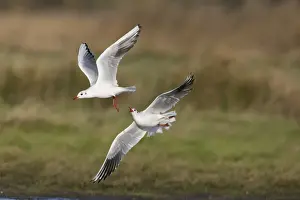 Black-headed Gull (Chroicocephalus ridibundus) two adults, non-breeding plumage, in flight