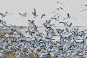 Black-headed Gull (Chroicocephalus ridibundus) and Common Gull (Larus canus) mixed flock, non-breeding plumage