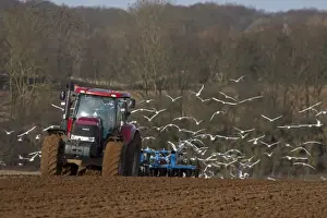 Black-headed Gull (Chroicocephalus ridibundus) and Common Gull (Larus canus) mixed flock, non-breeding plumage