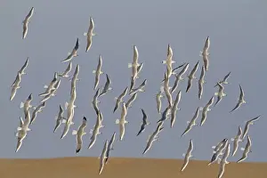 Black-headed Gull (Chroicocephalus ridibundus) flock, non-breeding plumage, in flight, Norfolk, England, January
