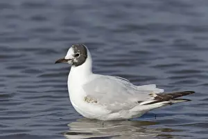 Shallows Prints: Black-headed Gull (Chroicocephalus ridibundus) immature