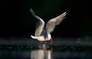 Hovering Prints: Black-headed Gull (Larus ridibundus) adult