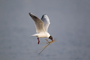 Black-headed Gull (Larus ridibundus) adult, summer plumage, in flight, with nest material in beak, Minsmere RSPB Reserve, Suffolk, England, april
