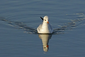 Black-headed Gull (Larus ridibundus) adult, winter plumage, swimming with ripples and reflection, Widewater Lagoon, Lancing, West Sussex, England, january