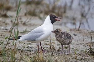 Black-headed Gull (Larus ridibundus) adult, summer plumage, standing with wet chick, Minsmere RSPB Reserve, Suffolk, England, june