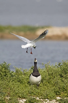 Black-headed Gull (Larus ridibundus) adult, summer plumage, in flight, mobbing Barnacle Goose (Branta leucopsis) in nesting territory, Minsmere RSPB Reserve, Suffolk, England, april