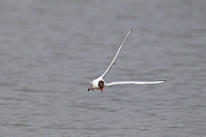 Black-headed Gull (Larus ridibundus) adult, summer plumage, calling in flight, Minsmere RSPB Reserve, Suffolk, England, april