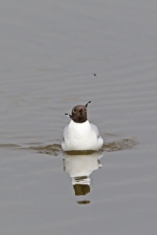 Black-headed Gull (Larus ridibundus) adult, summer plumage, swimming, watching fly in flight, Minsmere RSPB Reserve, Suffolk, England, april