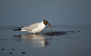Black-headed Gull (Larus ridibundus) adult, summer plumage, feeding on worm in sea loch, Scotland, june