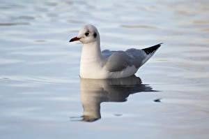 Black-headed Gull (Larus ridibundus) adult, winter plumage, swimming on river, River Cray