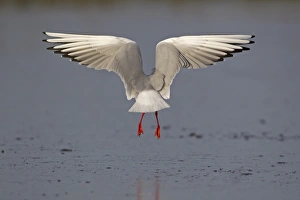 Black-headed Gull (Larus ridibundus) adult, winter plumage, in flight, hovering above ice of frozen pond, Suffolk