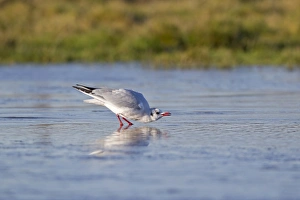Black-headed Gull (Larus ridibundus) adult, winter plumage, drinking, standing on ice of frozen pond, Suffolk, England