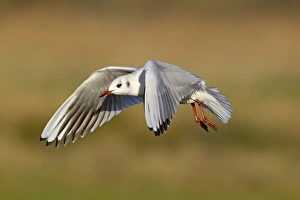 Black-headed Gull (Larus ridibundus) adult, winter plumage, in flight, Suffolk, England, December