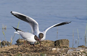 Seagull Prints: Black-headed Gull (Larus ridibundus) adult pair