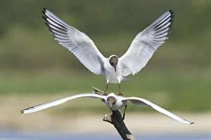 Black-headed Gull (Larus ridibundus) adult pair, in flight, after unsuccessful attempt at mating, Minsmere RSPB Reserve, Suffolk, England, may
