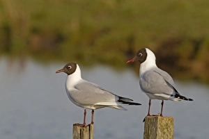 Seagull Prints: Black-headed Gull (Larus ridibundus) two adults