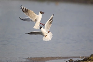 Black-headed Gull (Larus ridibundus) two adults, summer plumage, fighting in flight, Minsmere RSPB Reserve, Suffolk, England, april
