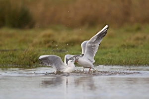 Black-headed Gull (Larus ridibundus) two adults, winter plumage, fighting in pond, Suffolk, England, December