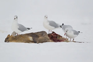 Black-headed Gull (Larus ridibundus) four adults, winter plumage, feeding on dead Chinese Muntjac (Muntiacus reevesi)
