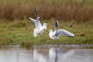 Black-headed Gull (Larus ridibundus) two adults, winter plumage, fighting at edge of pond, Suffolk, England, December