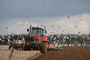 Agriculture Prints: Black-headed Gull (Larus ridibundus) flock