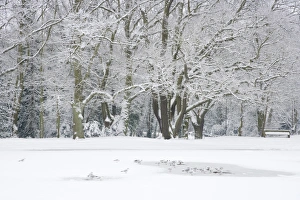 Black-headed Gull (Larus ridibundus) flock, winter plumage, roosting on frozen pond